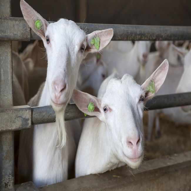 In de buurt van veehouderijen groter aantal longontstekingen opnieuw bevestigd